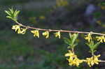 Weeping forsythia